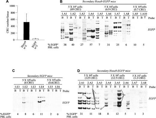 Fig. 4. Overexpression of. / Hoxa9 enhances self-renewal divisions of HSCs.(A) Evaluation of HSC numbers in bone marrow of Hoxa9-EGFPand EGFP chimeras using the CRU assay. Results are expressed as the mean ± SD of the CRU numbers in one femur ofHoxa9-EGFP (n = 2) and EGFP chimeras (n = 2) described in Table 1. (B-D) Southern blot analyses of proviral integration patterns in DNA isolated from bone marrow and thymus of the secondary recipients of (B) primary Hoxa9-EGFP (mouse Hoxa9-EGFP no. 1, Figure 1B); (C) primary EGFP mouse (mouse EGFP no. 1, Figure 1B) and (D) from a primary Hoxa9-EGFPrecipient receiving a lower dose on transduced cells (clonal analysis of this primary is not available). Secondary recipients were used to quantitate the CRU numbers and were all killed at 16 weeks posttransplantation. The DNA was digested with NcoI, which cuts once in the integrated provirus, generating a DNA fragment specific for each proviral integration site. The membranes were hybridized with an EGFP-specific probe to detect proviral fragments. Each secondary mouse is identified with a number. The number of bone marrow cells, as well as the estimated number of CRU cells received by each secondary recipient, is indicated above the blots. The percentages of EGFP expressing peripheral white blood cells in each of the secondary mice at 16 weeks after transplantation is indicated below each blot. The level of donor-derived (ie, Ly5.1+) peripheral blood leukocyte repopulation in these secondary mice shown were as follows: (B) 1.A1 (72%), 1.A2 (66%), 1.A3 (42%), 1.A4 (57%), 1.A5 (20%), 1.A6 (44%), 1.A7 (30%), 1.A8 (11%), 1.A9 (12%), 1.A10 (8%); (C) 1.E1 (11%), 1.E2 (14%), 1.E3 (10%), 1.E4 (15%), 1.E5 (5%), 1.E6 (0.5%); and (D) 2.A1 (55%), 2.A2 (25%), 2.A3 (47%), 2.A4 (12%), 2.A5 (15%), 2.A6 (11%), 2.A7 (5%), and 2.A8 (8%). The criteria used to define each stem cell clone are as follows: (i) same pattern of proviral integration in thymus (T cells) and bone marrow (myeloid and B cells); (ii) for clones containing more than one integrated provirus (eg, clone “a”), each band must be of the same intensity and always be transmitted together (eg, clone “a” in mouse 2.A3, 2.A1, 2.A8, and 2.A2 has 4 integrated proviruses; clone “b” also present in bone marrow of mouse 2.A2 is different because it does not always transmit with clone “a”; see thymus in mouse 2.A1 or mouse 2.A8 for examples). B indicates bone marrow; T, thymus; PBL, peripheral blood leukocytes.