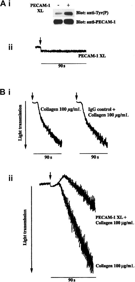 Fig. 1. Cross-linking of PECAM-1 inhibits collagen-stimulated platelet aggregation. / (A) PECAM-1 cross-linking on platelet surfaces results in its tyrosine phosphorylation and does not stimulate platelet aggregation. (i) PECAM-1 was immunoprecipitated from washed human platelets under resting conditions or after PECAM-1 cross-linking. Proteins were separated by SDS-PAGE and immunoblotted to detect phosphotyrosine residues (upper panel). Immunoprecipitation was verified by reprobing for PECAM-1 (lower panel). (ii) PECAM-1 was cross-linked on washed platelets (as described in “Materials and methods”), and aggregation was monitored using optical aggregometry. (B) (i) Platelets were incubated with isotype-matched control IgG for 5 minutes before the addition of F(ab′)2 cross-linker for 90 seconds and then were stimulated with collagen (100 μg/mL). Aggregation was monitored using optical aggregometry. (ii) Cross-linking of PECAM-1 inhibits collagen-stimulated platelet aggregation. Platelets were stimulated with collagen (100 μg/mL) for 90 seconds with and without first cross-linking PECAM-1 and platelet aggregation monitored by optical aggregometry. Data are representative of 3 separate experiments. Tyr(P), tyrosine phosphorylation; PECAM-1 XL, PECAM-1 cross-linking.