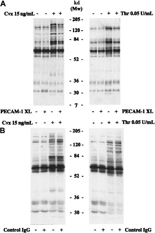 Fig. 4. PECAM-1 signaling inhibits platelet protein tyrosine phosphorylation. / Platelet lysates were prepared in Laemmli buffer from nonstimulated platelets (stirred with buffer alone) and platelets stimulated for 90 seconds with Cvx (15 ng/mL) or thrombin (0.05 U/mL). Before stimulation, PECAM-1 was cross-linked in some samples (A) or platelets were incubated with isotype-matched control IgG and cross-linker F(ab′)2 (B). Proteins were separated by SDS-PAGE under reducing conditions and immunoblotted to detect protein tyrosine phosphorylation. PECAM-1 XL, PECAM-1 cross-linking