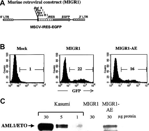 Fig. 1. Transduction of human HPCs and expression of AML1-ETO. / (A) The MIGR1 retroviral vector is shown schematically. AML1-ETO cDNA was subcloned into the multiple cloning site located upstream of the internal ribosome entry site (IRES) element. (B) A representative flow cytometry assay to assess the efficiency of retroviral transduction of human HPCs, showing the percentage of transduced cells calculated on the basis of GFP expression. (C) Western blot analysis demonstrating expression of the correct-size AML1-ETO protein in transduced human HPCs. The Kasumi cell lysate was loaded at 3 different concentrations to allow comparison with the level of AML1-ETO expression in the transduced CD34+cells.