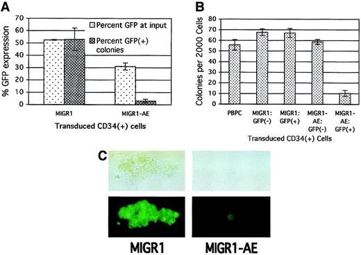 Fig. 3. Decrease in primary CFU-C proliferation due to expression of AML1-ETO. / (A) Human HPCs were transduced with the indicated retrovirus and 2 days later were analyzed for GFP expression and plated in methylcellulose culture. Colonies were counted 2 weeks later, and GFP expression in the colonies was evaluated microscopically. The average of 2 independent experiments is shown. (B) HPCs were transduced as in panel A; the cells were sorted for GFP expression 2 days after transduction and immediately plated in methylcellulose culture. PBPCs represent mock-transduced HPCs. Colonies were counted after 2 weeks, and the average of triplicate plates is indicated. (C) A representative GFP+ colony is shown for both the control and the AML1-ETO–transduced HPCs. The top panels are phase-contrast images, and the bottom panels show fluorescent images. The magnification is 400 ×.