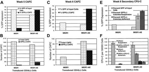 Fig. 5. Increased secondary CFU-Cs and cobblestone formation by AML1-ETO–expressing cells. / (A) (B) Transduced CD34+ cells were plated over MS-5 stromal cells 2 days after transduction. Media and cells were demidepopulated weekly. After 5 weeks, cobblestone areas (minimum of 8 phase-dark cells) were counted. (C) (D) Transduced CD34+cells were plated over MS-5 stromal cells 6 days after transduction. Triplicate flasks were examined for the number of cobblestone areas, and these cobblestones were evaluated microscopically for GFP expression. Total cobblestone counts are shown. (E) (F) Nonadherent (suspension) and adherent cells (from the same experiment as panels C and D) were collected from the MS-5 stromal cultures after 6 weeks, counted, and plated in methylcellulose at 5 × 104 cells per dish and 20 × 104 cells per dish, respectively. Two weeks later, colonies were counted and GFP expression of colonies was evaluated microscopically. The average of triplicate plates is indicated. Two independent experiments yielded essentially the same results; a representative experiment is shown.