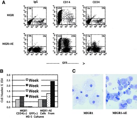 Fig. 6. AML1-ETO expression in human HPCs preserves an immature myeloid phenotype. / Over a 5-week culture on MS-5 stroma, the nonadherent cells were weekly counted by trypan blue, stained for CD34 and CD14 expression, and analyzed by flow cytometry. (A) CD34 and CD14 expression of cells present at week 4. (B) Quantitation of CD34+ cells present at weekly intervals over a 4-week period. (C) Wright-Giemsa stain of the nonadherent cells after 5 weeks in MS-5 stromal culture, showing macrophage morphology in the MIGR1-transduced cultures and an immature myeloid phenotype in the MIGR1-AE sample. Magnification is 1000 ×.
