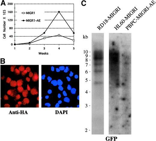 Fig. 7. Enhanced expansion of human HPCs by AML1-ETO is polyclonal. / (A) Expansion of transduced, GFP-sorted cells over a 5-week culture period in cytokines. Cell numbers were counted weekly by trypan blue dye exclusion. (B) Immunofluorescent staining of MIGR1-AE–transduced cells for the presence of the fusion protein determined on the basis of detection of the HA epitope. Cells were counterstained with DAPI to identify the nucleus. Magnification is 600×. (C) Southern blot analysis of DNA obtained from MIGR1-AE cells growing in the week-4 culture depicted in panel A. Ten micrograms of genomic DNA was digested with BamHI, which cuts at a single site in the MIGR1-AML1-ETO virus. The full-length GFP cDNA was used as a probe. The membrane was then stripped and rehybridized for the presence of intact DNA with the use of a β-actin probe (data not shown).