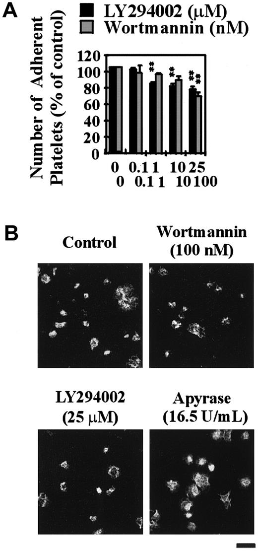 Fig. 1. The role of PI 3–kinase in regulating platelet adhesion and integrin αIIbβ3 activation under static conditions and the effect of apyrase on VWF-induced integrin αIIbβ3 activation. / Washed platelets (1.5 × 108/mL) were incubated with vehicle alone (control) or the indicated concentrations of LY294002 (0-25 μM) or wortmannin (0-100 nM) for 15 minutes or with apyrase (16 U/mL) for 30 minutes. Platelets were allowed to adhere and spread on immobilized human VWF (10 μg/mL) for 60 minutes under static conditions. In panel B, pretreated platelets were incubated with PAC-1 antibody, prior to adhesion and spreading. These results demonstrate (A) the effect of LY294002 or wortmannin on the level of platelet adhesion, and (B) the effect of LY294002, wortmannin, or apyrase on PAC-1 binding as visualized by confocal microscopy (× 63 W objective; bar = 10 μm). Statistical analysis of the results was performed using a t test and the P values are indicated where appropriate (P < .01**). Results are the mean ± SEM of 3 experiments, and images are from a single experiment representative of 3.