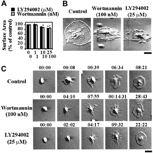 Fig. 2. The role of PI 3–kinase in regulating platelet spreading under static conditions. / Washed platelets (1.5 × 108/mL for panels A and B or 1.5 × 107/mL for panel C) were incubated with vehicle alone (control) or the indicated concentrations of LY294002 (0-25 μM) or wortmannin (0-100 nM) for 15 minutes. These results demonstrate (A) the mean surface area of adherent platelets, and (B) the morphology of spread platelets as determined by scanning electron microscopy (bar = 2 μm). Statistical analysis of the results was performed using a t test and the P values are indicated where appropriate (P < .05*). Results are the mean ± SEM of 3 experiments, and images are from a single experiment representative of 3. In panel C, platelet spreading was visualized in real time by differential interference contrast microscopy and recorded on video for off-line analysis (× 100 oil objective; bar = 5 μm). The images presented are typical of cells from a single experiment and are representative of 3 independent experiments.