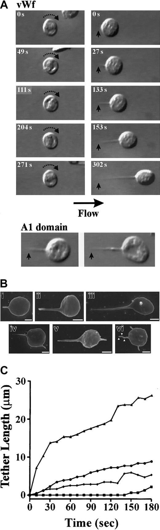 Fig. 1. Tether formation during platelet translocation on immobilized VWF. / Washed platelets (3 × 108/mL) were perfused through microcapillary tubes coated with VWF (100 μg/mL) or isolated 39/34 kd fragment of VWF (A1 domain) (174 μg/mL) at 150 s−1 as described in “Materials and methods.” (A) Digitized images of translocating platelets. VWF: During platelet translocation on immobilized VWF, 2 distinct behaviors were observed. Platelets either translocated continuously with no morphologic changes observed (left panels) or pulled fine membrane tethers (right panels). Tethers developed from specialized adhesion contacts (arrow) that did not move during tether formation. A1 domain: differential interference contrast microscopy (DIC) images of membrane tethers formed on isolated 39/34 kd fragment of VWF. (B) Scanning electron micrographs of platelet tethers. Tethers of varying lengths were pulled from the surface of translocating platelets (i-iii) and in some cases, platelets with 2 or more membrane protrusions were observed (iv-vi; see text for details). Multiple adhesion contact points (vi; white arrowheads) were also observed along the length of one tether, resulting in the generation of kinked tethers (Scale bar equals 1 μm). (C) Time-dependent change in tether length (μm) of 4 individual platelets.