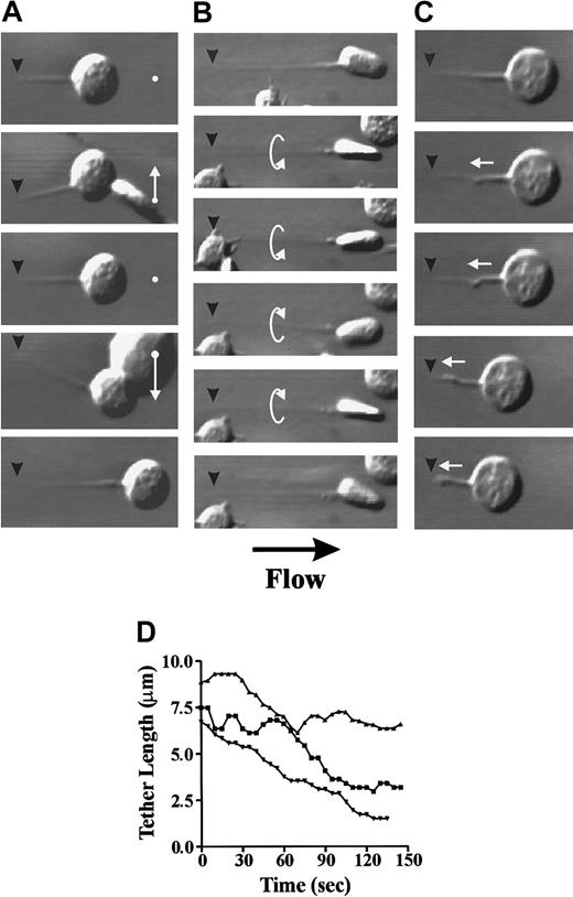 Fig. 2. Stability and contractility of membrane tethers. / Washed platelets (3 × 108/mL) were perfused through VWF-coated (100 μg/mL) microcapillary tubes at 150 s−1 as described in “Materials and methods.” Once a tether attachment point (black arrowheads) is formed between a translocating platelet and the VWF matrix, this becomes the single point of contact during tether elongation. As a result, the cell body is able to move freely either in a side-to-side swinging motion (white arrows) induced by collision with other translocating platelets (A) or in a rotational manner around the axis of the tether (B). The tether attachment point is able to sustain stable platelet adhesion during tether contraction where the cell body is pulled against the resistive drag of flow (C). (D) Time-dependent contraction of tethers from 3 representative platelets.