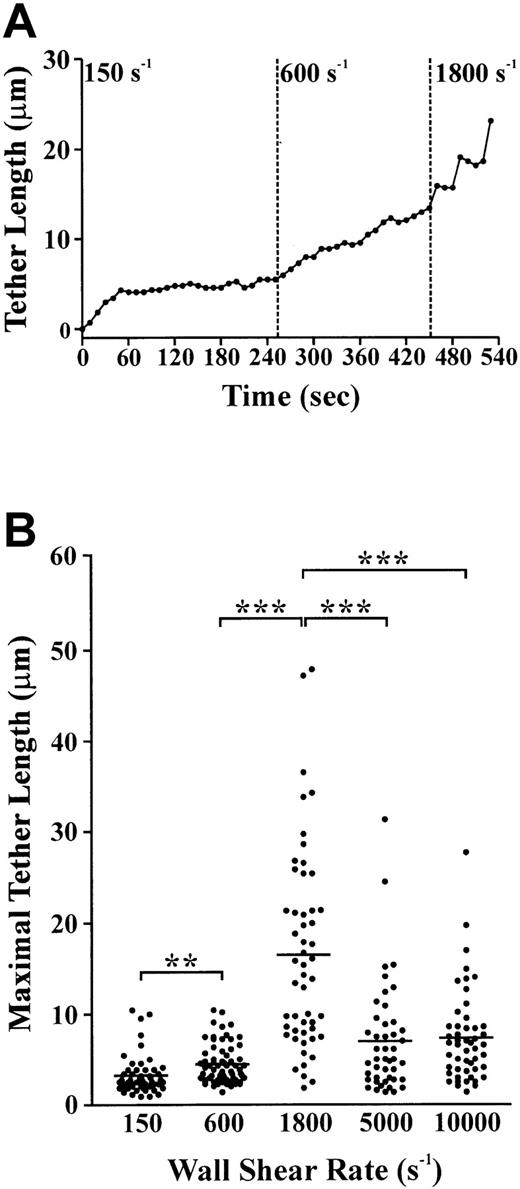 Fig. 3. Effect of shear on tether length and stability. / (A) Single-cell analysis of tether length as a function of shear. A membrane tether is pulled from a single platelet over a 50-second time period after which the tether length is maintained. Increasing the wall shear rate from 150 s−1 to 600 s−1 to 1800 s−1 results in a corresponding increase in tether length. After 80 seconds at 1800 s−1, the tether detaches, allowing the cell to reinitiate translocation. (B) Washed platelets were perfused through VWF-coated microcapillary tubes at 150 s−1 for 5 seconds, after which the wall shear rate was either maintained at 150 s−1 or increased to 600 s−1, 1800 s−1, 5000 s−1, or 10 000 s−1 for analysis of tether length. The maximal tether length was determined immediately prior to release of the tether attachment point. These results are from 4 independent experiments (P < .05; P < .001).