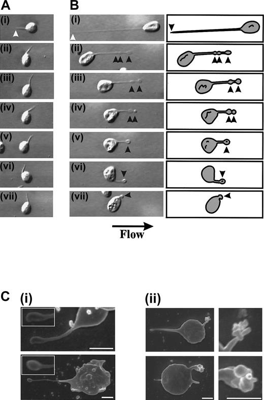 Fig. 4. Retraction of membrane tethers. / Washed platelets (3 × 108/mL) were perfused through VWF-coated (100 μg/mL) microcapillary tubes at 150 s−1and the wall shear rate increased to 1800 s−1 to induce tether detachment. (A,B) (i) Membrane tethers formed on immobilized VWF. The white arrowheads refer to the tether attachment point. (ii-vii) The tether attachment point releases its contact with the VWF matrix, causing the platelet to translocate in the direction of flow. Tethers either remained extended, actively participating in the translocation process (A), or alternatively, retracted back into the body of the cell (B). Tether retraction occurred through the formation of flat, ball-like structures along the length of the tether (arrowheads) while receding into the cell body. (C) Scanning electron micrographs demonstrating the early (i) and late phases (ii) of tether retraction (scale bar equals 1 μm).