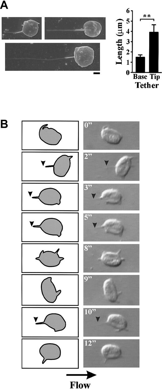 Fig. 5. Dynamics of tether formation under high shear conditions. / Washed platelets (3 × 108/mL) were perfused through VWF-coated (100 μg/mL) microcapillary tubes at 5000 s−1(A) Scanning electron micrographs of membrane tethers (scale bar equals 1 μm). These tethers consisted of a thicker proximal end that was significantly shorter than the thinner distal end (graph) (P < .05). (B) Digitized images (right panels) and corresponding schematics (left panels) of a platelet forming multiple membrane tethers during surface translocation at 5000 s−1. During translocation, a specialized adhesion contact forms (arrowheads) at 2 inches resulting in the formation of a thin membrane tether. This tether is rapidly released and a second membrane tether forms at 3 inches. This tether remains attached to the matrix for a slightly longer period of time (2 seconds), then detaches and a third tether forms at 10 inches.