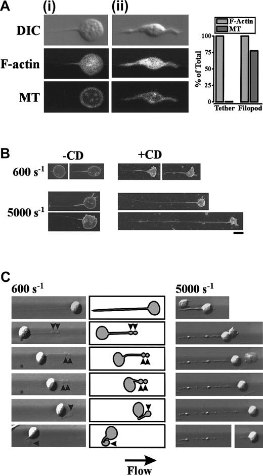 Fig. 8. Role of the platelet cytoskeleton in regulating tether formation. / (A) Washed platelets were perfused through VWF-coated microcapillary tubes at 150 s−1 for 5 seconds, after which the wall shear rate was increased to 600 s−1. Translocating platelets containing either membrane tethers (Ai) or filopodial projections (Aii) were fixed and stained with FITC-conjugated phalloidin (F-actin) and an anti–β-tubulin (MT) antibody. Platelet morphology was visualized by DIC. The percentage of platelets with F-actin or microtubular staining within membrane tethers and filopodia was quantified from 105 platelets (bar graph). (B,C) Washed platelets were pretreated with vehicle alone or cytochalasin D (5 μM) prior to perfusion through VWF-coated microcapillary tubes at 150 s−1 for 5 seconds. The wall shear rate was either maintained at 150 s−1 or increased to 600 s−1, 1800 s−1, 5000 s−1, or 10 000 s−1. (B) Scanning electron micrographs of representative cells forming tethers at 600 s−1 and 5000 s−1 in the absence (-CD) or presence (+CD) of cytochalasin D (scale bar equals 1 μm). (C) 600 s−1: Digitized images (left panels) and corresponding schematics (right panels) demonstrating that cytochalasin D has no effect on tether release or retraction under low shear conditions. Once released, the tether contracts into flat ball-like structures (arrowheads) that gradually recede into the cell body. 5000 s−1: Cytochalasin D treatment of platelets results in the formation of unstable tethers at higher wall shear rates. Initially a fine, long membrane tether is pulled from the platelet surface that becomes progressively thicker as membrane pulls from the cell body into the tether. Further extension of this thicker membrane tether results in the formation of rounded ball-like structures along the length of the tether resulting in a beadlike appearance that becomes increasingly unstable. Ultimately the cell body detaches from the tether and reinitiates its surface translocation.