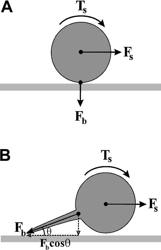 Fig. 10. Model depicting the mechanism by which tether formation reduces the force on adhesive bonds. / (A) A cell adherent within a flow field experiences a hydrodynamic shear force (Fs) that generates a torque (Ts) about the centroid of the cell. In order for the cell to remain stably adherent, the force of the adhesive bond (Fb) must oppose the shear force (Fs) in an equal and opposite manner. The ability of Fb to oppose Fs is in part dependent on the off rate of this adhesive interaction. Bonds that have an intrinsically rapid dissociation rate, such as the GP Ib/V/IX–VWF interaction, are unable to oppose FS, leading to cell translocation in the direction of flow. (B) Tether formation between the cell body and the adhesive surface gives mechanical advantage to the adhesive bond. The bond force Fb is composed of both horizontal and vertical components, dependent on the angle θ, to which it is applied at the adhesive surface. Tether formation increases the horizontal component of Fb (Fbcosθ) opposing Fs. In the case of a stationary cell within a flow field, the horizontal component of Fb must be equal and opposite to Fs. As the tether length increases, the proportion of Fb directly opposing Fs increases, thereby increasing the likelihood that the adhesive contact will remain stable. It should be noted that this model deals with the static situation in which no work is done. However, the dynamic process of tether formation, that is elongation of the plasma membrane, potentially involves considerable work, with the elastic energy stored in the tether also opposing the applied shear force.