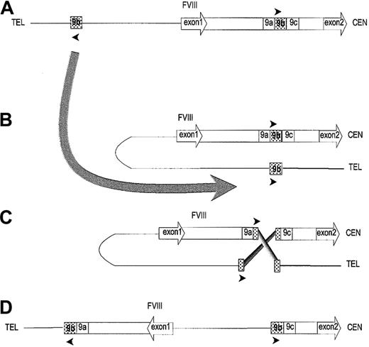 Fig. 3. Diagram of factor VIII intron 1 and proposed model for inversion. / (A) Bar shows factor VIII intron 1, flanked by exons (drawn to indicate the direction of transcription), and containing a repeated sequence 9b (shaded) flanked by unique sequences 9a and 9c. The line shows DNA outside the F8 gene with the repeated sequence as a shaded box. Arrowheads indicate orientation of repeated sequences. The large curved arrow indicates the folding required for homologous recombination. (B,C) Homologous recombination between the two 9b repeats proposed to explain origin of inversion. (D) Inversion resulting from recombination. This shows why in the DNA of UKA29 PCR amplification succeeds for fragments 9ab and 9bc but not for 9ac. CEN indicates centromeric; TEL, telomeric.