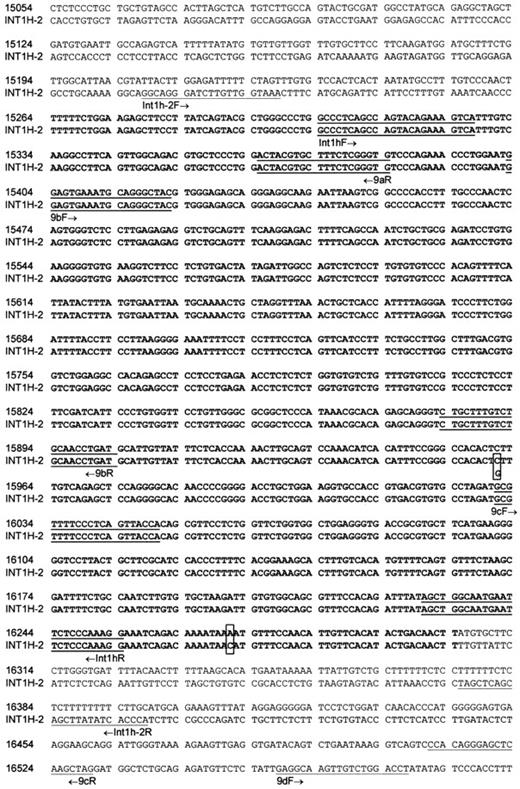 Fig. 4. Nucleotide sequence alignment of. / int1h-1 and int1h-2 and flanking sequences. Bold letters show the 1041-bp repeats. Nucleotide numbers are specific to intron 1 of the F8 gene where nt 1 is the G residue at the start of the intron. Primer binding sites are underlined with arrows to indicate orientation of primers. Polymorphic site in int1h-2 is indicated by alternative nucleotides in box. Difference between int1h-1 and int1h-2 is shown boxed.