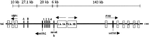 Fig. 5. Genomic map of the region surrounding the. / int1h repeats in Xq28. Int1h repeats are shown as black boxes. Only the first 6 exons of factor VIII and first 3 exons of VBP1 are shown, with arrows indicating direction of transcription. Hatched boxes indicate facultative exons spliced into chimeric mRNAs of patients with int1h-related inversions. Exons A, B, 1, 2, 3, and 4 represent seq 29A, seq 29B, 45 bp, 30 bp, 100 bp, and 142 bp exons, respectively.828 Size bars indicate the location and extent of DNA sequence contigs constructed from entries in GenBank human DNA sequence database.