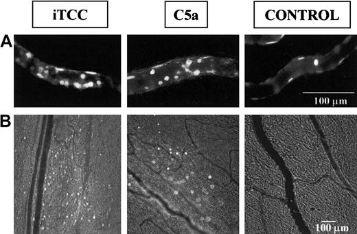 Fig. 2. Leukocyte adherence to endothelium and extravasation. / Video photomicrographs show leukocytes adherent to endothelium (A) or migrated from rat mesenteric microvessels (B) in response to either 1.5 × 10−8 M iTCC, 10−7 M C5a, or control saline. Leukocytes labeled in vivo with AO were made visible by fluorescence epi-illumination and appeared as bright spheres. Magnifications, 400× (A) and 100× (B).