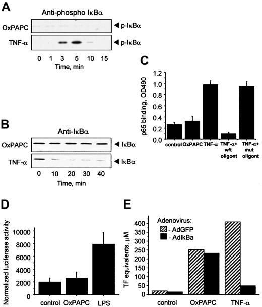 Fig. 2. Induction of TF by OxPAPC is independent of the NF-κB pathway. / HUVECs were treated with OxPAPC (125 μg/mL) or TNF-α (100 U/mL) for indicated times and then processed for Western blotting with antibodies to phospho-IκBα (A) or total IκBα (B). (C) HUVECs were stimulated with OxPAPC (125 μg/mL) or TNF-α (25 U/mL) for 1 hour. Cells were scraped and activated p65 was detected in cell lysates using an ELISA-based kit Trans-am NF-κB p65. The data are presented as means ± SD of triplicate measurements. Similar results were obtained in an independent experiment. (D) HUVECs were cotransfected with pNF-κB-Luc and pCMV-β and after 48 hours stimulated with OxPAPC (120 μg/mL) or LPS (250 ng/mL). After 6 hours the cells were scraped and analyzed for luciferase and β-galactosidase activities. The results are expressed as the ratio between luminescence units in luciferase assay and optical density in β-galactosidase assay. The data represent mean values ± SD. Similar results were obtained in an additional experiment. (E) HUVECs were infected either with control (AdGFP) or AdIκBα, and 24 hours after infection stimulated with OxPAPC (125 μg/mL) or TNF-α (100 U/mL) for 6 hours. TF activity was determined by clotting assay from duplicate wells. Similar results were obtained in an independent experiment.