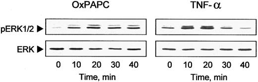Fig. 3. OxPAPC induces ERK1/2 phosphorylation. / HUVECs were treated with OxPAPC (125 μg/mL) or TNF-α (100 U/mL) for indicated times. Cells were harvested and processed for Western blotting with antibodies to phospho-ERK1/2 or nonphosphorylated ERK1/2 to check for equal loading. The data are representative of 3 independent experiments.