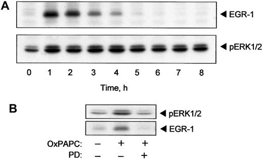 Fig. 4. OxPAPC induces EGR-1 expression by an ERK1/2-dependent mechanism. / HUVECs were stimulated with 125 μg/mL OxPAPC for indicated times. Cells were collected and analyzed by Western blotting with anti–EGR-1 or anti–phospho-ERK1/2 antibody (A). (B) HUVECs were pretreated for 20 minutes with PD98059 (5 μM) and then stimulated with 125 μg/mL of OxPAPC for 15 minutes (ERK1/2) or 1 hour (EGR-1) in the presence of the inhibitor. Cells were scraped and processed for Western blotting with antibodies to phospho-ERK1/2 or EGR-1. Similar data were obtained in 3 independent experiments.