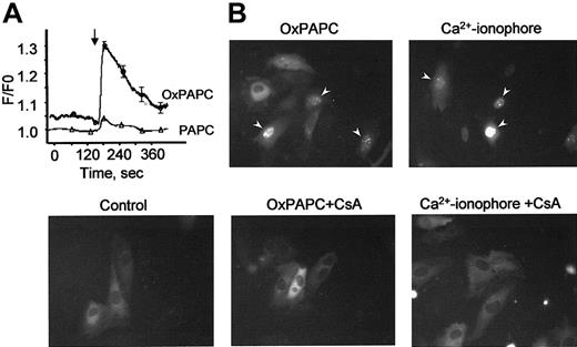 Fig. 7. OxPAPC up-regulates TF in HUVECs through Ca++/NFAT pathway. / (A) HUVECs grown on coverslips were loaded with fura-2 as described in “Materials and methods” and then stimulated with OxPAPC or its nonoxidized precursor (PAPC, both at 125 μg/mL). The arrow indicates the time of addition of the phospholipids. The data are mean values of 8 measurements. (B) HUVECs transfected with NFAT-GFP were stimulated with OxPAPC (125 μg/mL) or Ca++ ionophore (A23187, 4 μM). Where indicated, cells were preincubated with cyclosporin A (100 ng/mL) before stimulation with OxPAPC or Ca++ ionophore. Intracellular localization of NFAT-GFP was determined by fluorescent microscopy 30 minutes following stimulation. Similar results were obtained in an additional independent experiment.
