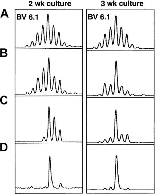 Fig. 3. TCRBV spectratypic profiles from donor 02 at 2 and 3 weeks of culture. / BV6.1 profiles are shown for (A) preculture, (B) postculture unselected, (C) postculture CD8+ selected, and (D) postculture HCMV pp65–specific HLA-A*0201 tetrameric complex–selected cells. The tetramer-selected population showed a highly restricted repertoire. The major size class remained the same and became more apparent in the unselected population after 3 weeks of culture.