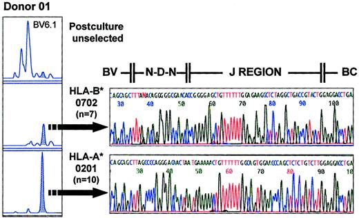 Fig. 8. Sequence analysis of tetramer-selected populations. / The panel on the left shows the postculture TCRBV spectratypic profiles for BV6.1 of donor 01, including the unselected, the HLA-B*0702 tetramer–selected, and HLA-A*0201 tetramer–selected populations. Seven and 10 clones representing the major peaks (shaded) of the HLA-B*0702 tetramer–selected and HLA-A*0201 tetramer–selected populations, respectively, showed identical sequence, indicating that each size class peak is composed of a single or very limited number of clones. The sequence data confirm a lack of conservation of CDR3 motifs between the clones selected by the different tetrameric complexes.
