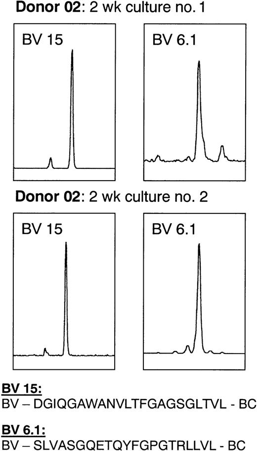 Fig. 10. Reproducibility of clonal expansion and tetrameric complex–guided selection. / The spectratype appearances of BV15 and BV6.1 are shown following coculture and tetrameric complex–guided sorting on 2 separate occasions for donor 02. The major peaks selected were identical in size and sequence.