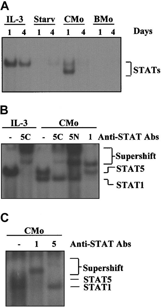 Fig. 1. CMo, but not the BMo HTLV-2 strain, induces STAT1 and STAT5 activation in TF-1 cells. / (A) EMSA using the PRE probe and 8 μg WCE from TF-1 cells either grown in IL-3 (lanes 1-2) or starved from IL-3 (lanes 3-4) or incubated in IL-3–deprived medium with CMo or BMo HTLV-2 strains for 1 and 4 days (lanes 5-8), respectively. STAT/DNA-binding activity was positive (lanes 1-2) and negative (lanes 3-4) in TF-1 cells grown in the presence or in the absence of IL-3, respectively. (B) Supershift analysis using the PRE probe; 8 μg WCE from TF-1 cells grown in IL-3 (lanes 1-2) or incubated with CMo virus in IL-3–deprived medium for 1 day and anti-STAT1 (1), anti-STAT5 antibodies raised against a C-terminal (5C) or an N-terminal (5N) epitope (lanes 3-6). (C) Cord blood–derived CD34+ cells were incubated with CMo for 24 hours and STAT1 (1), and STAT5 (5) activation was determined by supershift analysis using the PRE probe on WCE (8 μg). Starv indicates starved from IL-3.