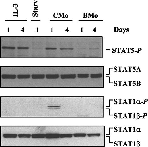 Fig. 2. CMo-dependent tyrosine phosphorylation of STAT1 and STAT5. / Immunoblot analysis of WCEs (15 μg) of TF-1 cells either grown in IL-3 for 1 and 4 days (lanes 1-2) or starved of IL-3 for 1 day (lane 3) or incubated in IL-3–deprived medium with CMo or BMo HTLV-2 strains for 1 and 4 days (lanes 4-7), respectively. In the first panel from the top, the filter was hybridized with anti–phospho-STAT5. In the second panel the filter, after stripping, was hybridized with a mixture of anti-STAT5A and anti-STAT5B antibodies. In the third panel, a new filter containing the same samples shown in the other panels was probed with anti–phospho-STAT1 and, after stripping, with anti-STAT1 antibody (last panel).