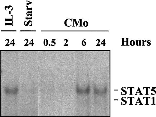 Fig. 3. Kinetics of CMo-dependent STAT activation. / EMSA using the PRE probe and 8 μg WCE from TF-1 cells grown in or starved of IL-3 for 24 hours (lanes 1-2) or incubated, in IL-3–deprived medium, with CMo for 0.5, 2, 6, and 24 hours (lanes 3-6).