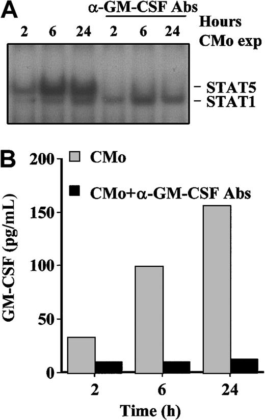 Fig. 5. GM-CSF secreted from TF-1 cells on CMo incubation activates STAT5. / (A) EMSA using the PRE probe and 8 μg WCE from TF-1 cells inoculated with CMo for 2, 6, and 24 hours in the absence (lanes 1-3) or in the presence (lanes 4-6) of neutralizing anti–GM-CSF antibodies. (B) GM-CSF production measured by ELISA in culture supernatants of TF-1 cells incubated for different times with CMo in the absence (gray bars) or in the presence (black bars) of neutralizing anti–GM-CSF antibodies. Exp indicates exposed.