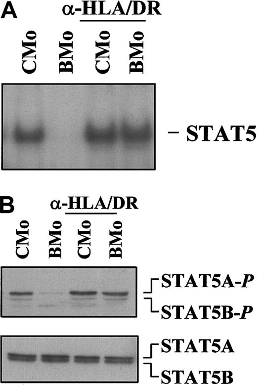 Fig. 7. Specific mAbs against HLA-DR antigens functionally convert BMo to a CMo-like virus. / CMo- and BMo-derived virions were incubated with saturating concentration of anti-HLA class II DR subset mAb D1.12 for 2 hours at 4°C and for 2 hours at 37°C before contact with the IL-3–deprived TF-1 cells. (A) EMSA using the PRE probe and 8 μg WCE from TF-1 cells exposed to either CMo or BMo viruses that were pretreated (lanes 3-4) or left untreated (lanes 1-2) with anti-HLA-II/DR specific mAbs D1.12. (B) Immunoblot analysis using the same WCEs (15 μg) of the EMSA of panel A and anti–phospho-STAT5 antibodies (first panel). In the second panel the filter, after stripping, was hybridized with a mixture of anti-STAT5A and anti-STAT5B antibodies.