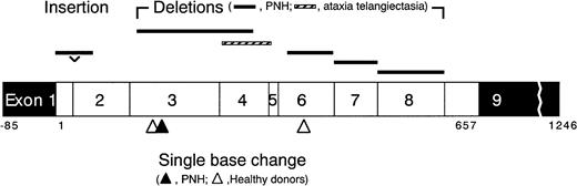 Fig. 2. Schematic presentation of the. / HPRT mutations found in 6-TG–resistant T- and BM-cell colonies. Open boxes show open reading frame (657 bases) consisting of exon 1 through 9, and closed boxes show noncoding regions.