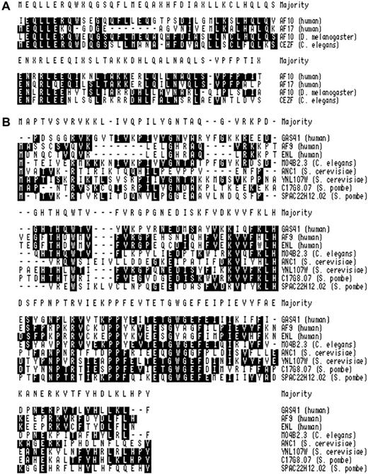 Fig. 1. Cluster analysis of regions of homology. / Amino acids matching the consensus are shaded black. (A) Comparison of the leucine zipper regions of human AF10 (Accession No. P55197), human AF17 (Accession No. P55198), dAF10 (Drosophila)(Accession No. AAF54065), and CEZF (C elegans)(Accession No. AAK26137). (B) Comparison of the conserved N-terminal region of GAS41 with other related proteins. The following sequences were used: GAS41 (10-121 of AAD121188), AF9 (1-107 of Accession No.P42568), ENL (1-107 of Accession No. Q03111), M04B2.3 (1-113 of Accession No. T23696), ANC1 (1-112 of Accession No. P35189), YNK7 (1-120 of Accession No. P53930), YD67 (1-118 of Accession No. Q10319), and SPAC22H12.02 (1-115 of Accession No. AL034565).