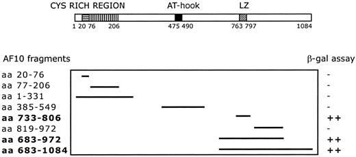 Fig. 2. Deletion mapping of interacting fragments. / Diagram shows the 8 AF10 deletion fragments tested with the yeast 2 hybrid system. β-Galactosidase assay was used to determine the minimal interaction domain of AF10 with the potential partner protein GAS41. ++, strong interaction; −, no interaction.