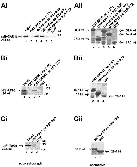 Fig. 3. In vitro interaction of AF10 and GAS41. / (Ai) Autoradiograph of a 12% polyacrylamide gel with in vitro–translated GAS41 protein pulled down with 4 different GST-AF10 fusion polypeptides. Lane 1, input of in vitro–translated GAS41 protein (one fifth of total amount); lane 2, GST-AF10–cysteine-rich region (aa 1-331); lane 3, GST-AF10–leucine zipper motif (aa 733-806); GST-AF10–leucine zipper region (aa 683-972); lane 5, GST-AF10–C-terminal portion (aa 819-972); and lane 6, GST as negative control. (Bi) Autoradiograph of a 10% polyacrylamide gel with in vitro–translated AF10 protein precipitated with 2 different GST-GAS41 fusion polypeptides. Lane 1, input of in vitro–translated AF10 protein (one fifth of total amount); lane 2, GST-GAS41–AF9-like region (aa 1-95); lane 3, GST-GAS41–coil-coiled region (aa 163-227); and lane 4, GST as negative control. (Ci) Autoradiograph of a 12% polyacrylamide gel with in vitro–translated GAS41 (lane 1, input of in vitro–translated protein), precipitated with the leucine zipper motif of AF17 (aa 696-769), lane 2; and with GST in lane 3 as negative control. (Aii,Bii,Cii) The right panels represent the equivalent Coomassie blue–stained gel of the pull-down experiment.