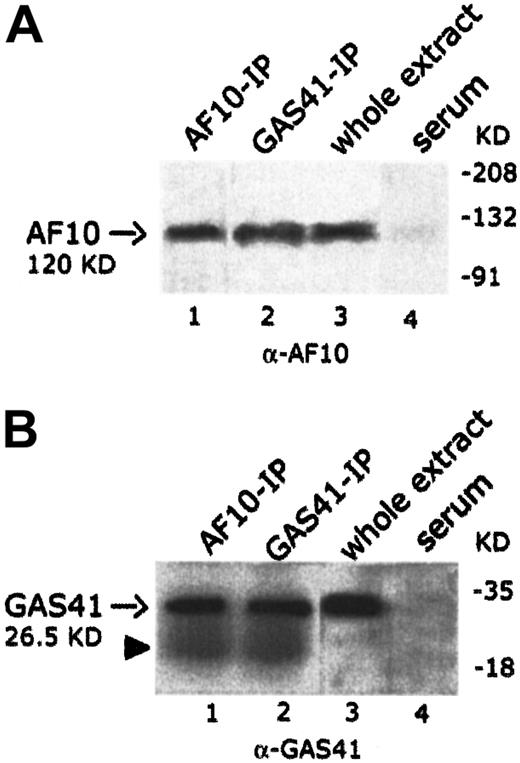 Fig. 4. In vivo interaction of AF10 and GAS41. / (A) Immunoblot analysis with a rabbit polyclonal anti-AF10 antibody of the endogenous AF10 and GAS41 immunoprecipitates from whole extract of KG1a cells (lanes 1 and 2, respectively); 30 μg protein extract (3% of that used for immunoprecipitations) was used as antibody positive control (lane 3). Immunoprecipitates with rabbit preimmune serum was used as negative control (lane 4). Samples were run on an 8% polyacrylamide gel. (B) Immunoblot analysis with a rabbit polyclonal anti-GAS41 antibody of AF10 and GAS41 immunoprecipitates from whole extract of KG1a cells (lanes 1 and 2, respectively); 30 μg protein extract was used as antibody positive control (lane 3). Immunoprecipitates with rabbit preimmune serum were used as negative control (lane 4). The closed arrowhead indicates the presence of the light chain (22 KD) of the rabbit antibody. Samples were run on a 15% polyacrylamide gel.