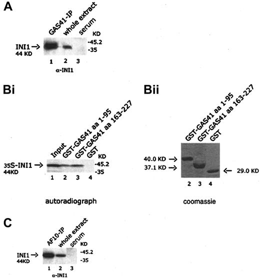 Fig. 6. In vivo and in vitro interaction of GAS41 and INI1. / (A) Immunoblot analysis with a goat polyclonal anti-INI1 antibody of GAS41 protein immunoprecipitated from whole extract of KG1a cells (lane 1); 30 μg protein extract was used as antibody positive control (lane 2). Immunoprecipitates with rabbit preimmune serum were used as negative control (lane 3). Samples were run on a 12% polyacrylamide gel. (Bi) Autoradiograph of a 12% polyacrylamide gel with in vitro–translated INI1 protein precipitated with 2 different GST-GAS41 fusion polypeptides. Lane 1, input of in vitro–translated INI1 protein (one fifth of total amount); lane 2, GST-GAS41–AF9-like region (aa 1-95); lane 3, GST-GAS41–coil-coiled region (aa 163-227); and lane 4, GST as negative control. (Bii) The equivalent Coomassie blue–stained gel of the pull down experiment. (C) Immunoblot analysis with a goat polyclonal anti-INI1 antibody of AF10 protein immunoprecipitated from whole extract of KG1a cells (lane 1). Protein extract (30 μg) was used as antibody positive control (lane 2). Immunoprecipitates with rabbit preimmune serum were used as negative control (lane 3). Samples were run on a 12% polyacrylamide gel.