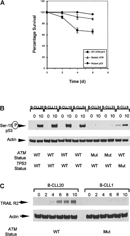 Fig. 4. Defect in cellular responses in. / ATM mutant B-CLLs linking IR-induced p53 defect with resistance to apoptosis. (A) The rate of apoptosis after exposure to 5 Gy gamma irradiation was compared in B-CLL tumors either withATM mutations, TP53 mutations, or with wild-typeTP53/ATM sequence. Mean levels of apoptosis induced by ionizing radiation in B-CLLs with wild-type ATM (B-CLLs 13, 19, and 54), mutant ATM (B-CLLs 1, 2, 33, and 34), and also mutant p53 (B-CLLs 9 and 43) up to 6 days after irradiation. In unirradiated B-CLL cells the level of apoptosis was indistinguishable between the different genotypes at all 4 time points (data not shown). (B) Phosphorylation at serine-15 of p53 in B-CLLs 20, 13, 19, and 54 with wild-type ATM but not in B-CLLs 33 and 34 with mutantATM, or in TP53 mutant B-CLL 9 at 0 hours and 10 hours following irradiation. (C) Expression of TRAIL-R2 at 0, 2, 4, 6, 8, and 10 hours following IR with 5 Gy. Up-regulation reaches a peak 10 hours after irradiation in B-CLL20 with wild-type ATM. ATM mutant B-CLL 1 failed to up-regulate TRAIL-R2 following irradiation.