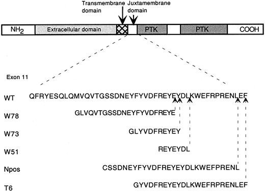 Fig. 1. A schematic diagram of the FLT3 receptor tyrosine kinase. / The extracellular domain is labeled and shaded light gray, arrows point to the transmembrane (hatched box) and juxtamembrane domains, and the 2 protein kinase domains (PTK) are shaded dark gray and labeled. The amino acid sequence of exon 11, which encodes the juxtamembrane sequence, is shown below. WT is the wild-type sequence and W78, W73, W51, Npos, and T6 are the FLT3-ITD mutations where the duplicated residues are shown, together with an arrow indicating the duplication position with respect to wild-type exon 11. The amino terminus is labeled NH2 and the carboxy terminus is labeled COOH.