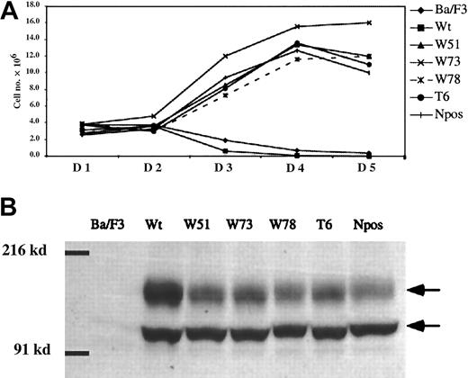 Fig. 2. Growth rate of Ba/F3 cells expressing wild-type and ITD mutant FLT3 receptor. / (A) Cell number is indicated on the y-axis, and time in days on the x-axis. Ba/F3 cells transduced with MSCV-neo retroviruses containing FLT3 wild-type and ITD mutant cDNAs were selected for 14 days with G418 in the presence of IL-3. The cell numbers plotted represent the viable cells in each population over 5 days when cells were cultured in the absence of IL-3. The legend on the right indicates the symbols used for the curves of Ba/F3 cells, cells transduced with wild-type Flt3 (Wt) and each of the FLT3-ITD mutants, W51, W73, W78, T6, and Npos. (B) Western analysis of Ba/F3 cells expressing either wild-type (Wt) or ITD mutant FLT3 using an anti-FLT3 antibody. Two FLT3-specific bands are detected in cells transduced with the FLT3 constructs as indicated by arrows, where the upper band is a more glycosylated form. The position of molecular weight markers of 216 and 91 kd is indicated.