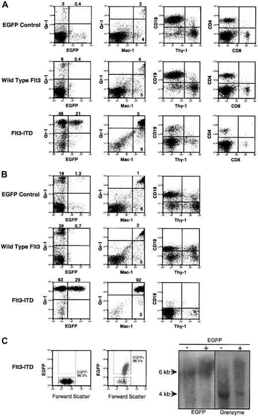 Fig. 5. Immunophenotype of cells from the peripheral blood and spleen of FLT3-ITD mice. / Spleen (A) and blood (B) cells from mice that received bone marrow transduced with retroviruses encoding EGFP only, wild-type FLT3 and EGFP, or FLT3-ITD (mouse N78.5) and EGFP. Cells were stained with APC-conjugated anti-Gr-1 alone, APC-anti-Gr-1 and PE-conjugated Mac-1, APC-conjugated CD4 and PE-conjugated CD8 or the combination of biotinylated anti-CD19 and PE-conjugated anti-Thy-1.2 followed by APC-conjugated streptavidin. The dot plots are gated for live cells based on forward and side scatter profiles. (C) Retroviral integration. EGFP− and EGFP+ fractions of spleen cells were sorted and the purity of each population is shown using EGFP fluorescence and forward scatter. Southern analysis of these samples, where an EGFP probe demonstrates viral integration or a granzyme A probe demonstrates DNA loading, is shown on the right.