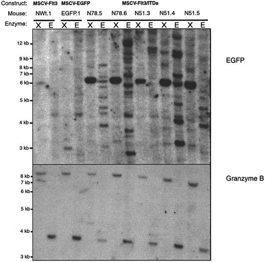Fig. 6. Southern analysis of proviral integration in the spleen cells of animals that received transplants of wild-type FLT3 and FLT3-ITD. / For each animal analyzed 2 digests were performed; AnXhoI digest (X) cleaves in the retroviral long terminal repeats (LTRs) releasing a fragment corresponding to the intact retrovirus and an EcoRI (E) digest cleaves within the proviral sequence and in the flanking genomic sequence allowing the clonality of the disease to be estimated. The mouse identity number for each construct is shown above the enzyme digest. The upper panel shows hybridization with a probe for EGFP. In the lower panel hybridization of the same blot with a probe for granzyme A exon I and II. The size of molecular weight marker bands is indicated on the left of each panel.