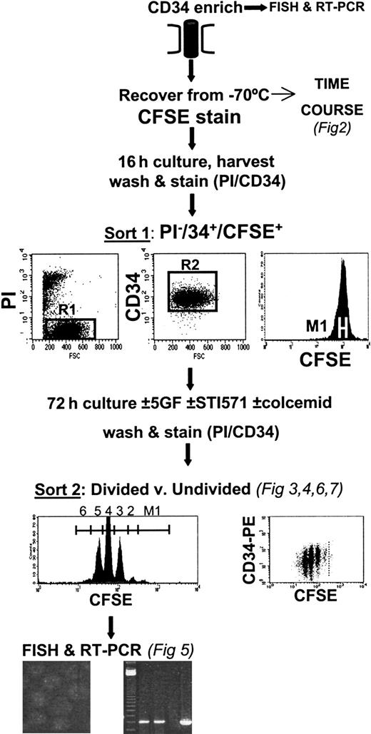 Fig. 1. Experimental protocol. / After CFSE staining, CD34-enriched cells were cultured overnight before FACS to obtain viable (PI−), CD34+, homogeneously CFSE-stained cells. These cells were then cultured for 3 days in SFM, supplemented or not with GFs (see “Materials and methods”) and with or without the addition of 10 μM STI571. At the end of the culture period, cells were labeled with PI and CD34-PE, and viable divided versus undivided cells were isolated by FACS. These cell populations were then processed for FISH and RT-PCR to determine their genotype.