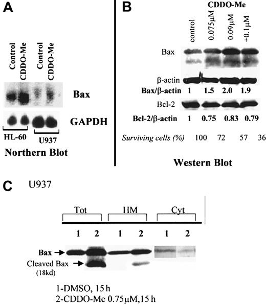 Fig. 6. CDDO-Me–induced Bax expression and translocation to the mitochondria. / (A) Northern blot using Bax probe for HL-60 and U937 cells treated with 1 μM CDDO-Me for 6 hours. GAPDH indicates glyceraldehyde-3-phosphate dehydrogenase (B) NB4 cells were treated with the indicated concentrations of CDDO-Me. Protein lysates were analyzed by Western blot with anti-Bcl-2 and anti-Bax antibodies. (C) Western blot of subcellular fractions to detect Bax in mitochondria heavy membrane (HM) or cytosol (cyt). Tot, total protein. A band detected at 18 kd likely represents a cleavage product of Bax.51