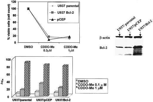 Fig. 7. Lack of protection from CDDO-Me–induced apoptosis conferred by Bcl-2 in U937 cells. / U937 cells transduced with Bcl-2 (U937/Bcl-2) and their empty-vector counterparts (pCEP) were treated with the indicated concentrations of CDDO-Me for 24 hours. Growth inhibition was determined by cell count; changes in the mitochondrial membrane potential were measured by CMXRos staining (Δψm). Western blot demonstrates elevated Bcl-2 levels in the U937/Bcl-2 cells.