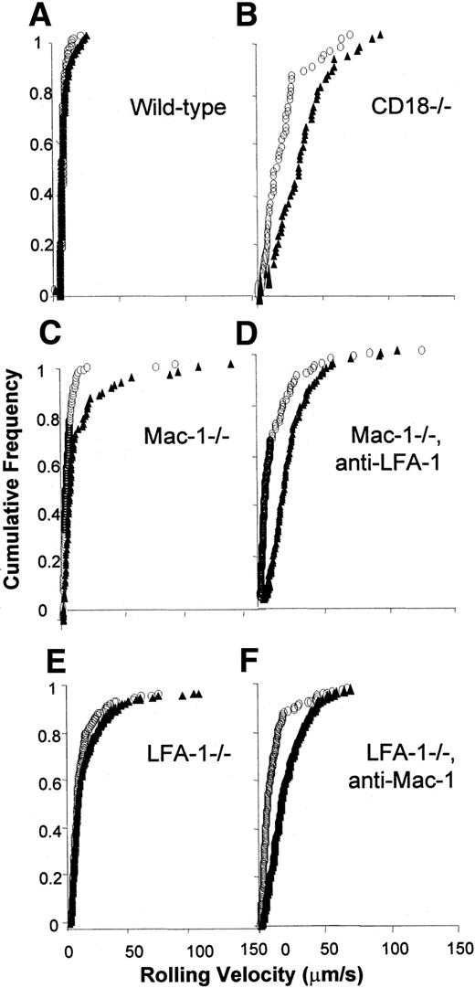 Fig. 3. Cumulative frequency rolling velocity histograms. / (A) Wild-type, (B) CD18−/−, (C) Mac-1−/− , (D) Mac-1−/− + mAb to LFA-1, (E) LFA-1−/−, and (F) LFA-1−/− + mAb to Mac-1. Open circles represent leukocytes in the low shear rate range (200-500 s−1), and closed triangles represent leukocytes in the high shear rate range (500-1000 s−1). Table 1 lists numbers of mice, venules, and cells.