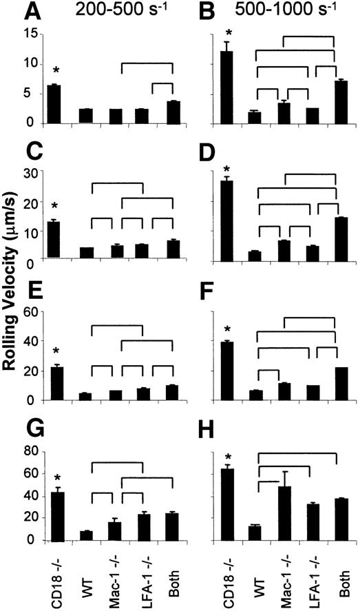 Fig. 4. Quartile averages. / Panels A and B represent the first quartile for the low shear rate range (200-500 s−1) and high shear rate range (500-1000 s−1), respectively. Similarly, panels C and D represent the second quartile, E and F represent the third quartile, and G and H represent the fourth quartile for the low and high shear rate ranges, respectively. “Both” indicates Mac-1−/−mice + LFA-1 mAb or LFA-1−/− mice + Mac-1 mAb (pooled). Data presented as mean ± SEM. In both shear rate groups, rolling velocity in CD18−/− mice was significantly higher than in all other groups (*). Other significant differences among groups are indicated by brackets above bars. WT indicates wild-type mice.