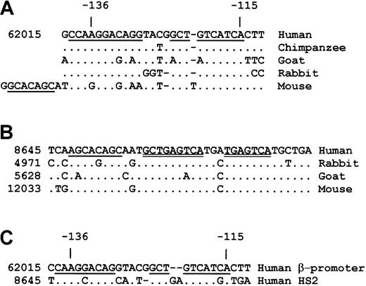 Fig. 1. Phylogenetically conserved sequences in the β-globin promoter and the HS2. / (A) Conservation of the −112 to −140 bp region from the transcription start site of the adult human β-globin promoter. The conserved sequences are underlined. The number at the left-hand side of the human sequence is the nucleotide number from the human globin locus (GenBank locus HUMHBB). (B) Comparison of the HS2 sequences at the NF-E2 region from mouse to human. The tandem NF-E2/AP1 sequences are double underlined. The numbers at the left-hand side of the sequences are the nucleotide numbers assigned to the respective globin locus. (C) Homology between the −112 to −139 bp β-promoter sequence (PCS) and the NF-E2 site (HS2-CS) of the HS2. The homologous sequences are underlined.